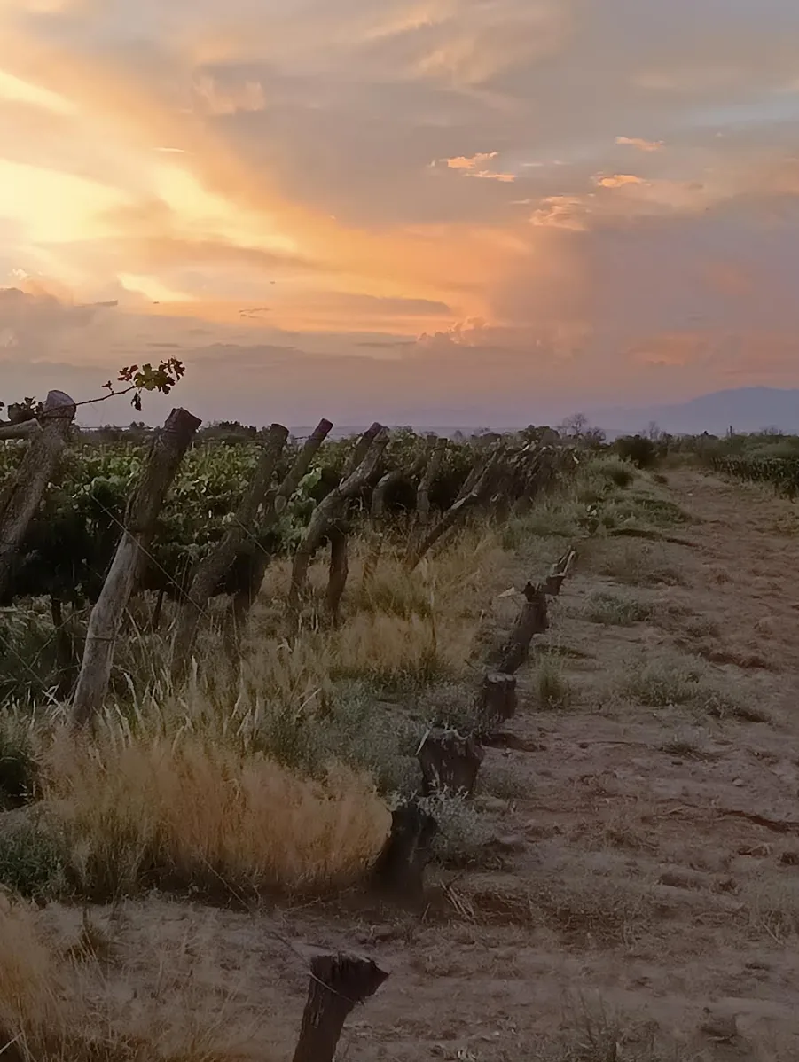 Atardecer sobre las hileras del viñedo de la finca, en La Reducción