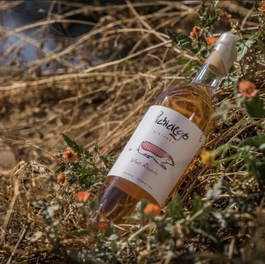 Pichiciego Rosado sobre pasto seco y flores del monte